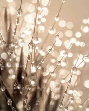 'Abstractie in taupe - beige en grijs tinten  (Druppels aan een grasaren) ' by Marjolijn van den Berg