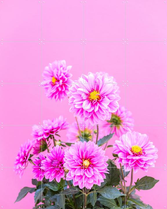 Flowers in Pink