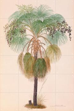 IXXI - Sand Palm by Ferdinand Bauer & Natural History Museum