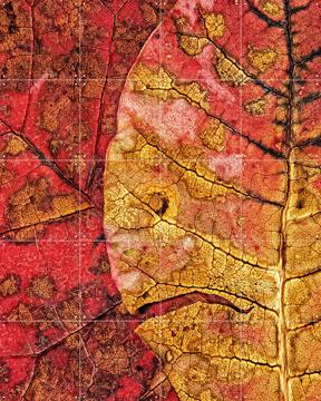 'Dying Leaf' von Ales Klabus