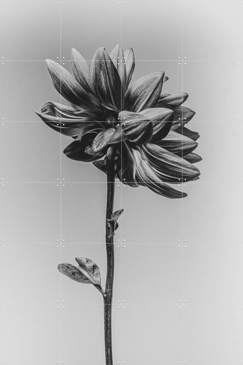 Dahlia