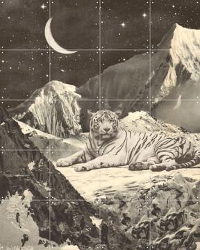 'Giant White Tiger' by Florent Bodart