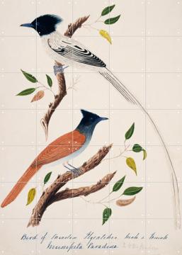 IXXI - Indian Paradise Flycatcher by John James Audubon & Natural History Museum