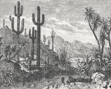 IXXI - Cactuses in Mountains by Aster Edition 