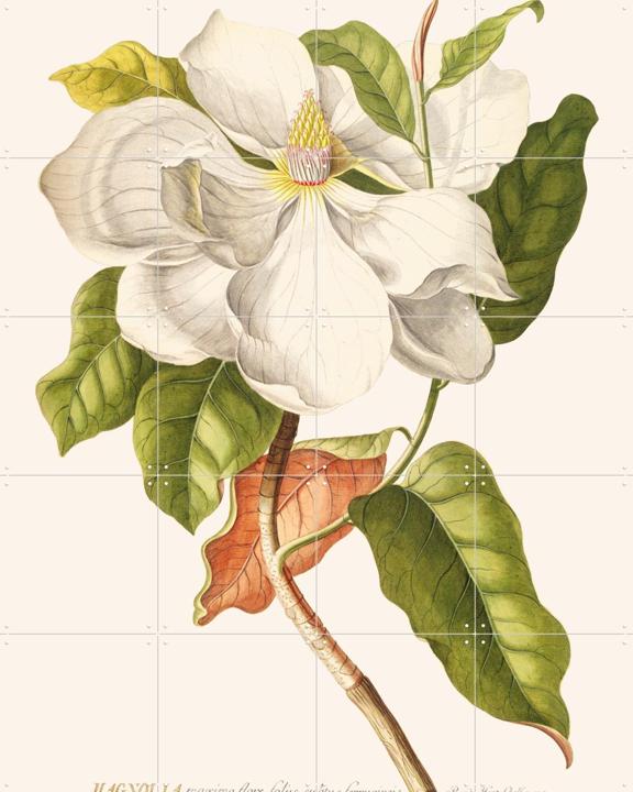 Magnolia