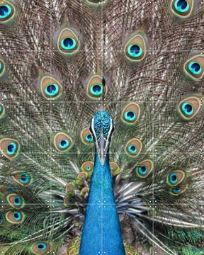 'Peacock in India' par Photolovers