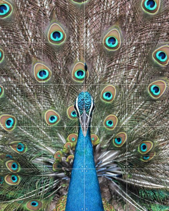 Peacock in India