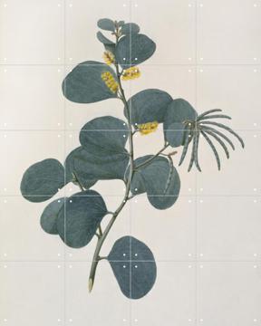 IXXI - Acacia Humifusa by Frederick Polydore Nodder & Natural History Museum