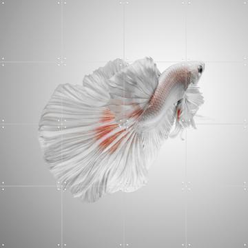 'White Betta' par Andi Halil