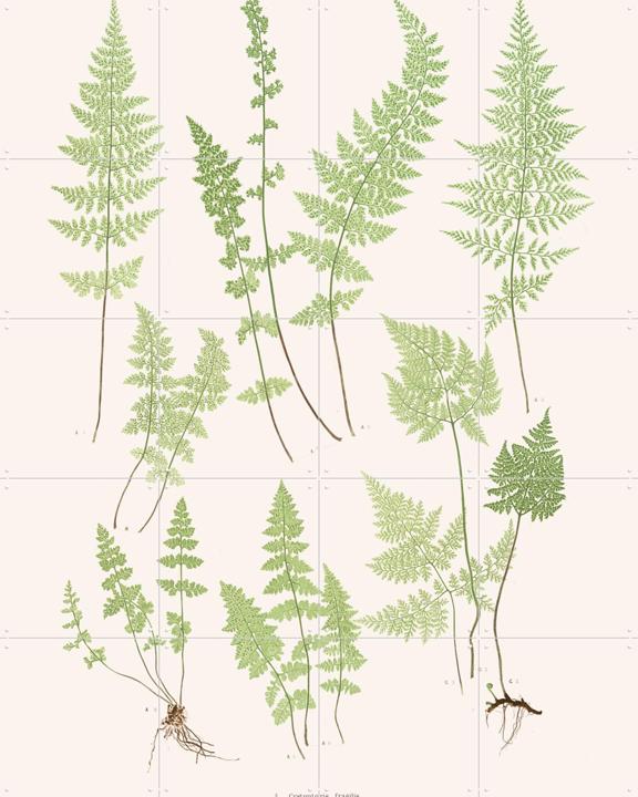 Ferns