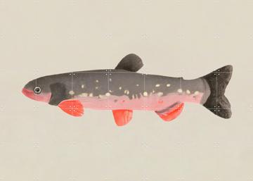 'Still Fishy' van Interiorisla