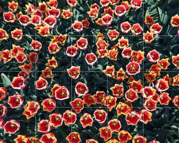 'Floral Symphony' par Claire Droppert