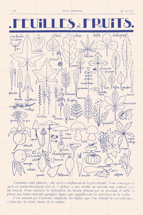 Feuilles et Fruits