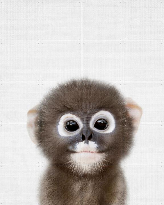 Baby Monkey