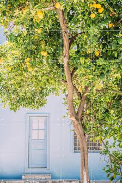 'Blue House Lemon Tree' van Pati Photography