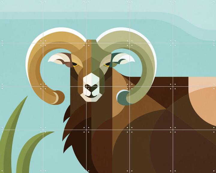 Mouflon
