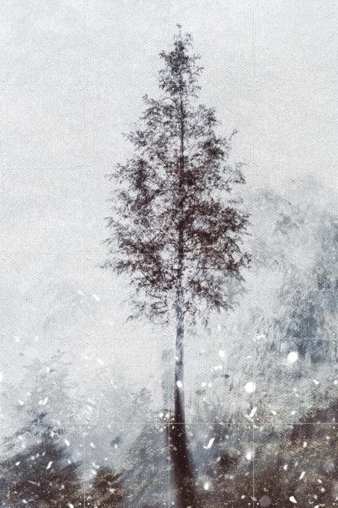 Winter Tree