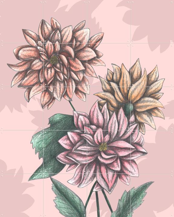 Pink Dahlias