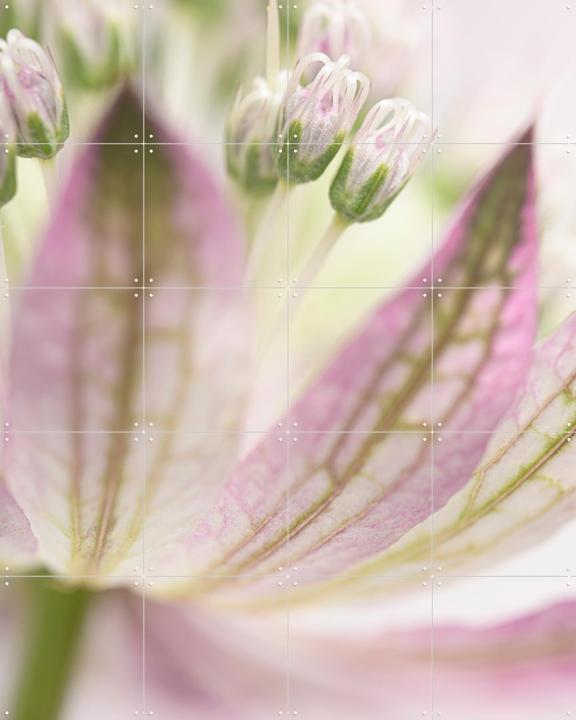 Dromerig pastel - Astrantia Major