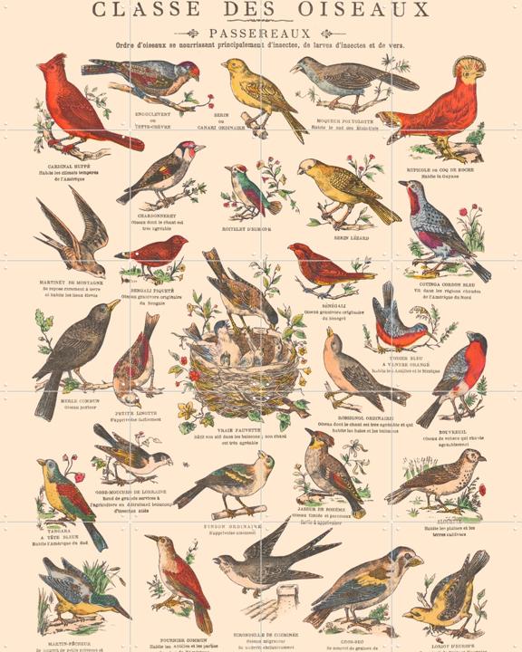 Oiseaux - Passereaux