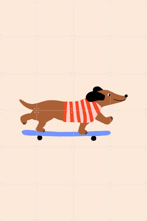 Dachshund on Skateboard
