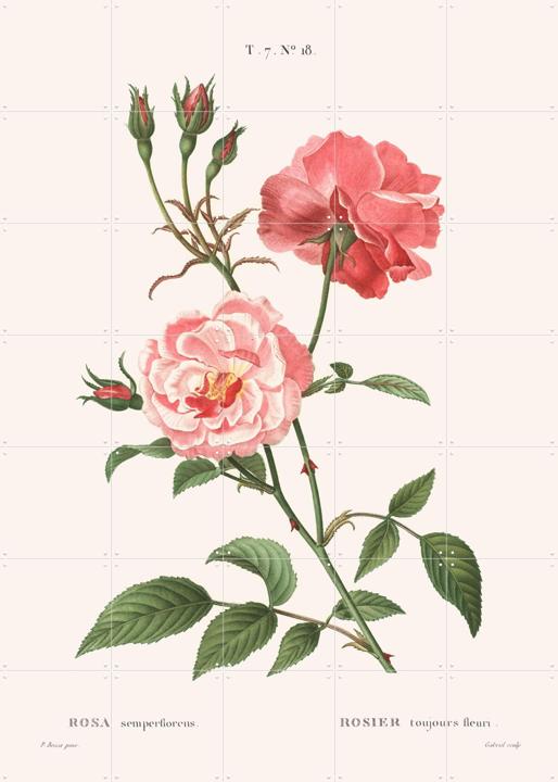 Rosa Semperflorens