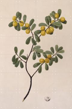 IXXI - Quinine Bush by Sydney Parkinson & Natural History Museum