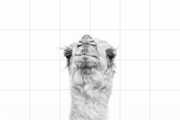 IXXI - Camel by Photolovers 