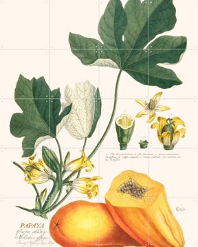 'Papaya' par Aster Edition