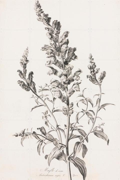 Large Snapdragon