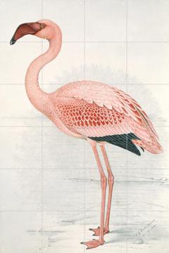 IXXI - Lesser Flamingo by Claude Finch-Davies & Natural History Museum