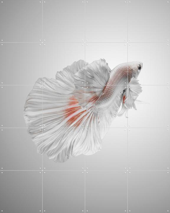 White Betta