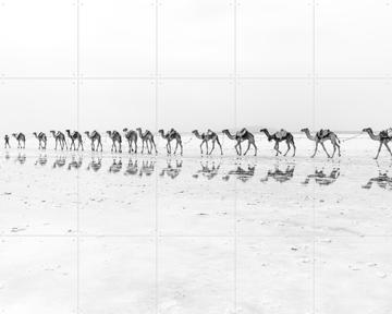 'Salt Transport with Camels' par Photolovers