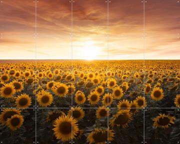 'Sunflower Sunrise France ' by Claire Droppert