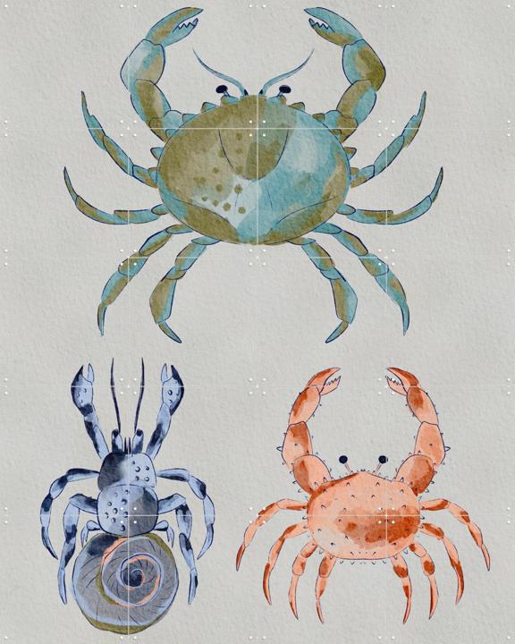 Ocean Crabs Watercolor