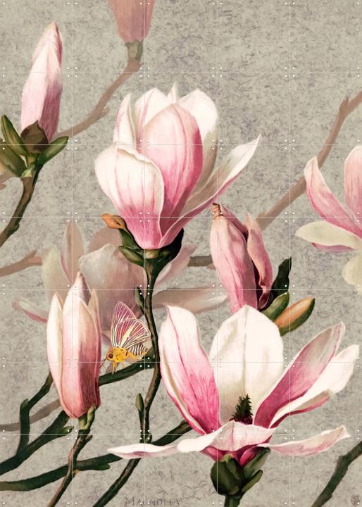 Magnolia