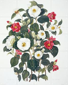 'Single White Camellia and Single Red Camellia' von Clara Maria Pope & Natural History Museum