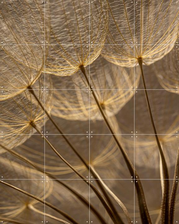 Warme bruintinten - Het licht valt op pluisjes van een Tragopogon 