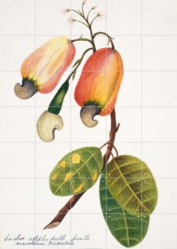 'Cashew Apple' by Natural History Museum