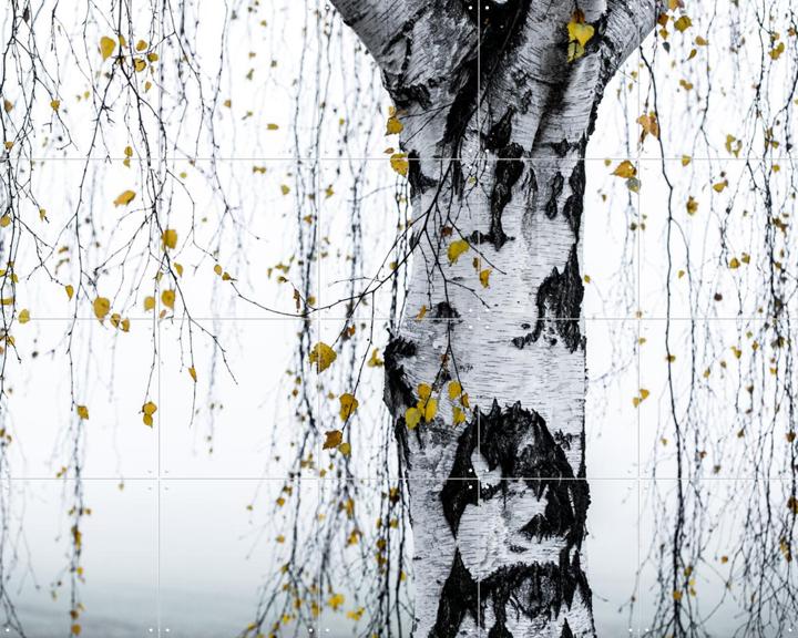 Birch Tree