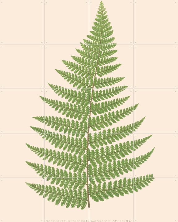 Dicksonia Rubuginosa