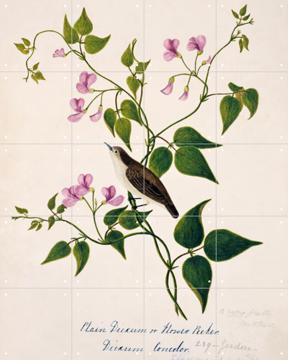 IXXI - Plain Flowerpecker by Natural History Museum & Natural History Museum