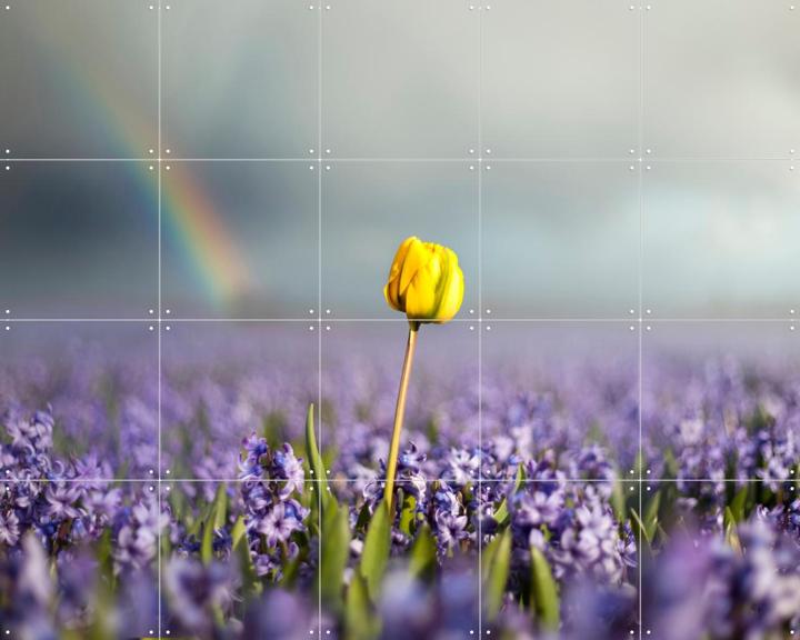 Dutch Rebels Optimist