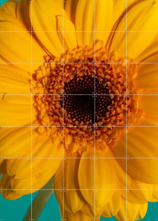 Happy Sunshine Een Warme Gele Bloem