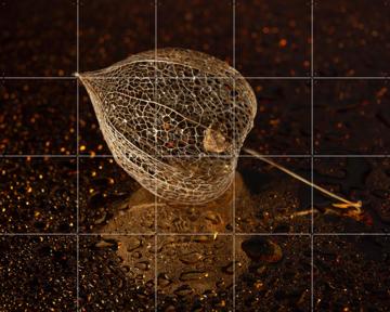 'Het vergeten lampionnetje' van Marjolijn van den Berg