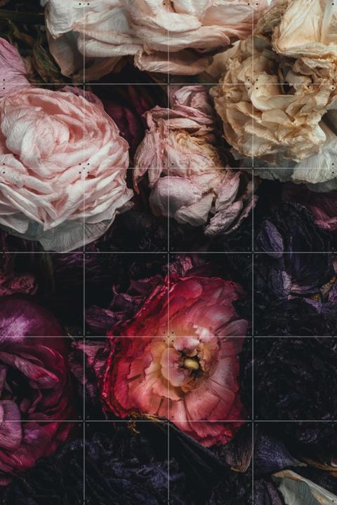 Ranunculus 11