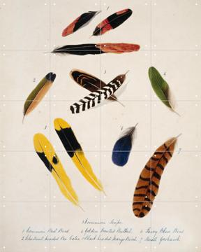 'Collection of birds feathers' par Margaret Bushby Lascelles Cockburn & Natural History Museum