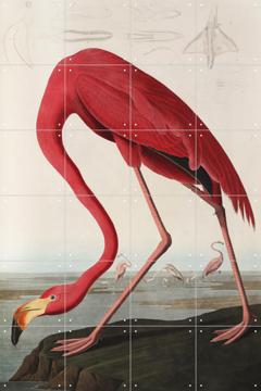 IXXI - Flamingo by John James Audubon & Natural History Museum