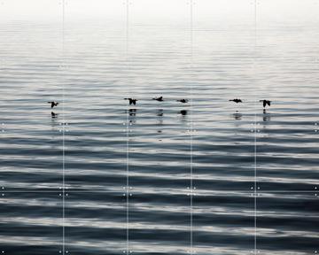 'Waddenislands-Birds Flyover' by Claire Droppert