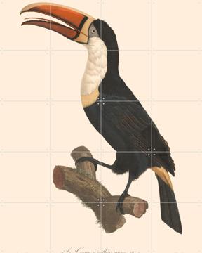 'Le Toucan a Collier Jaune' by Aster Edition